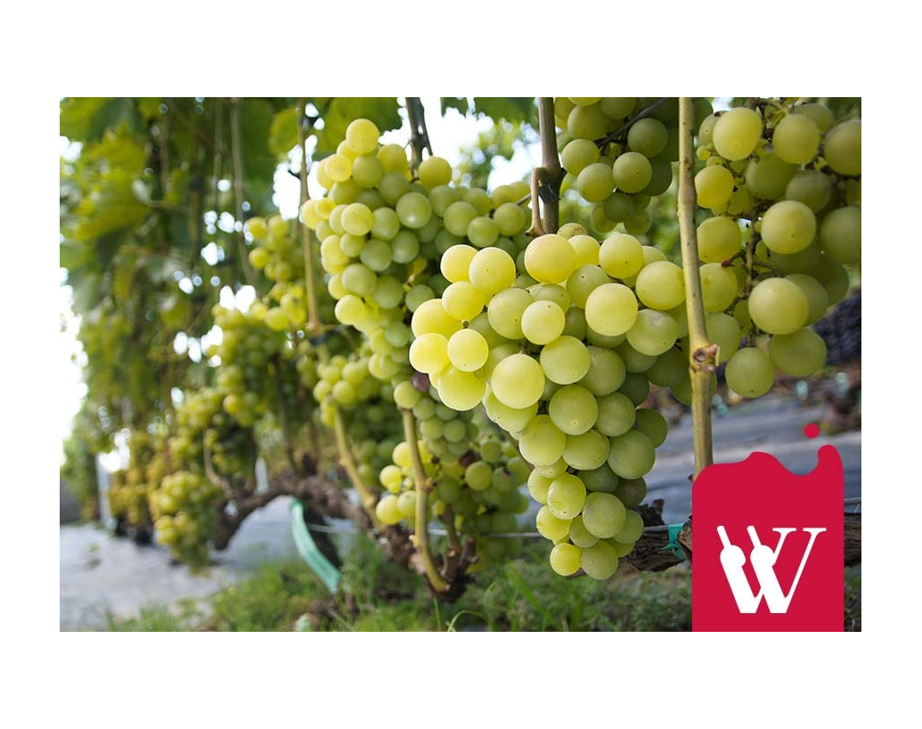 Najważniejsza odmiana Austrii - Gruner Veltliner